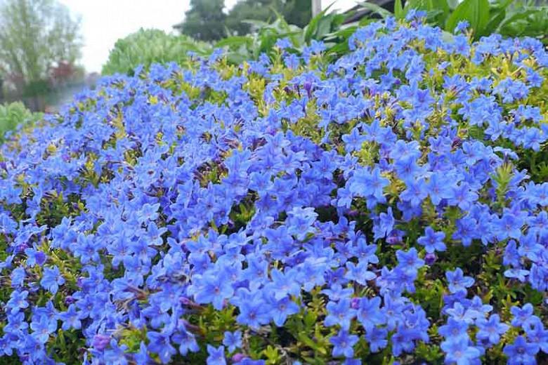 Lithodora diffusa 'Gold ‘n Sapphires', Gromwell 'Gold ‘n Sapphires', Purple Gromwell 'Gold ‘n Sapphires', Evergreen Shrubs, Blue Flowers